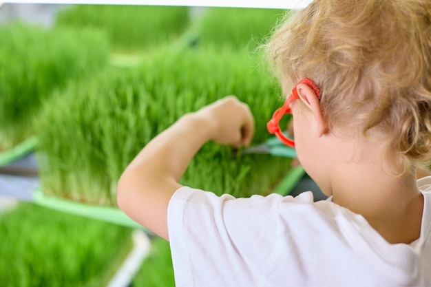 Rückansicht eines Jungen, der Gras schneidet Ein Kind schneidet gekeimte Körner von grünem Weizen