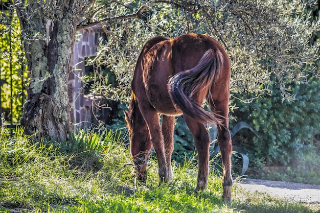 Rückansicht eines Pferdes, das auf dem Gras weidet