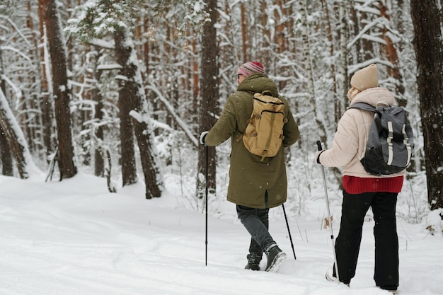 Rückansicht eines reifen Paares mit Rucksäcken und Trekkingstöcken, die entlang von Pinien wandern