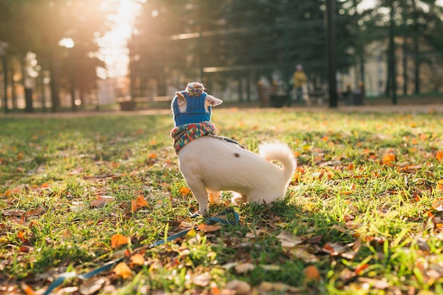 Rückansichtporträt des süßen Jack-Russell-Hundes in Mütze und Schal, der im Herbstpark spaziert, Kopierraum und e