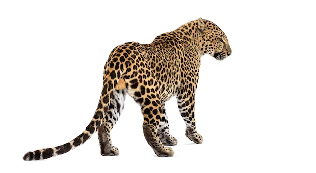 Rücken- und Seitenansicht eines gefleckten Leoparden, der auf weißem Boden steht und zur Seite schaut