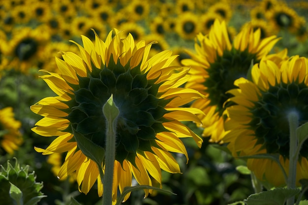 Rückseite der Sonnenblumen