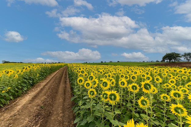 Rückseite der Sonnenblumenblume, die auf dem Sonnenblumenfeld mit weißem bewölktem und blauem Himmel blüht