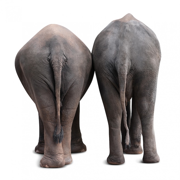 Rückseite des asiatischen Elefanten