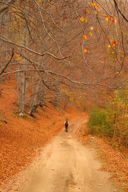 Foto rückwand einer person, die auf einer schotterstraße im wald geht