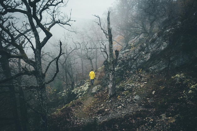 Rückwand einer Person, die im Wald spazieren geht