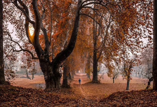 Rückwand eines jungen Mannes, der im Herbst auf einem Feld im Park steht