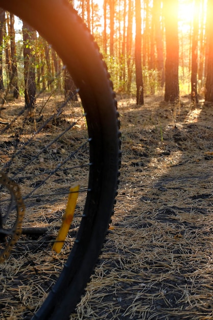 Rueda de bicicleta en el fondo del bosque de pinos y puesta de sol