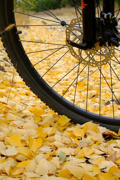 Rueda de bicicleta de fondo de follaje de otoño amarillento caído