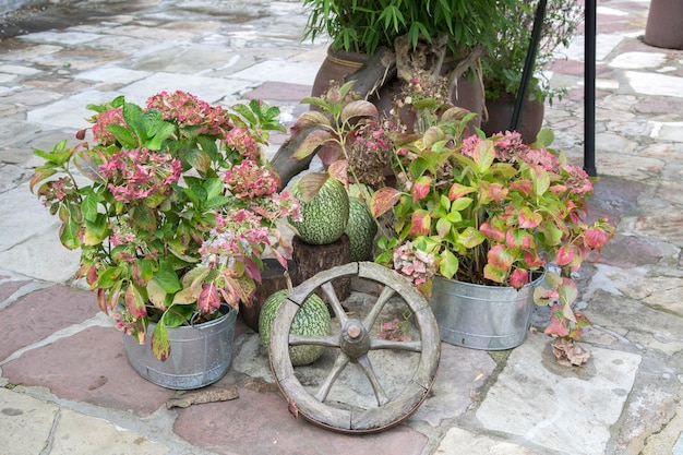 Rueda de carreta Plantas y calabazas