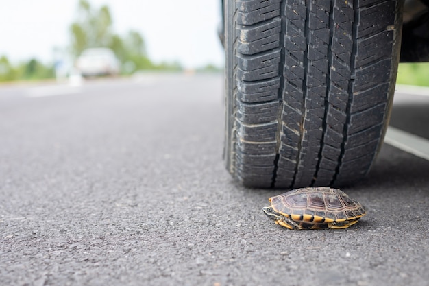 Rueda de coche casi para pisar una tortuga en el camino