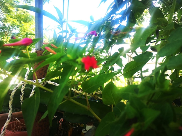 Ruellia rosea flor de color rojo Ruellia rosea flor de color rojo