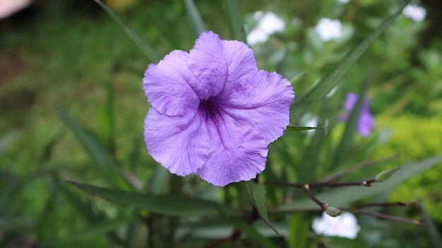 Ruellia simplex die mexikanische Petunie mexikanische Glockenblume oder Britton39s wilde Petunie ist eine Pflanzenart aus der Familie der Acanthaceae und eine Zierpflanze, die am Straßenrand weit verbreitet ist