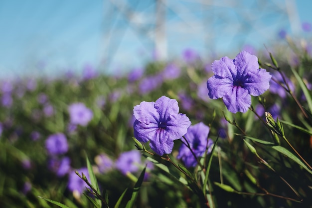 Ruellia simplex flores que florecen en el jardín