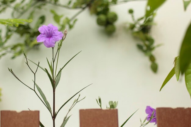 Ruellia simplex roxo adorna a cerca.