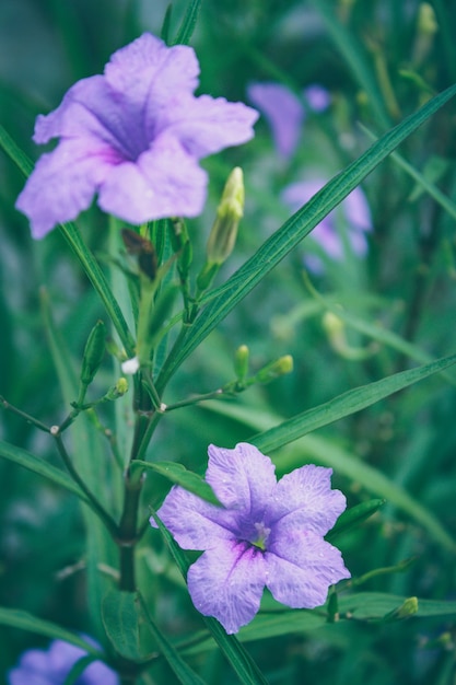 Ruellia tuberosa Morgen.