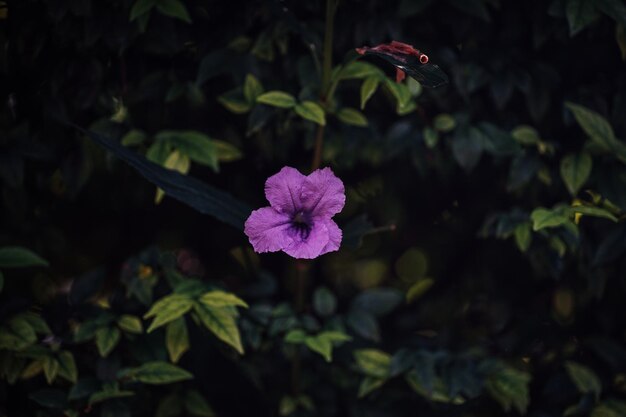 ruellia tuberosa Wasserkanon Im Garten Morgen