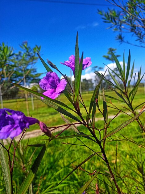 Ruellia tuberosa