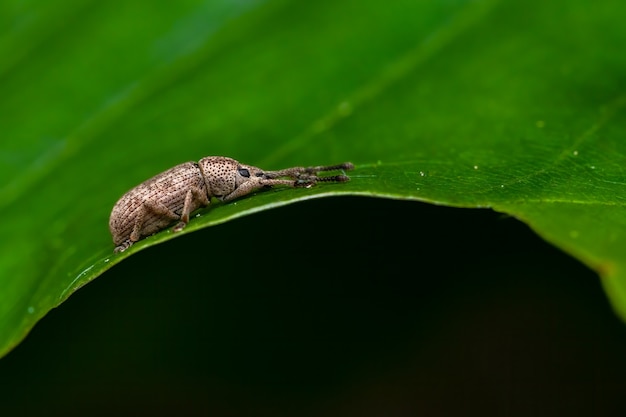 Rüsselkäfer (Curculionidae) sitzt auf einem Blatt.