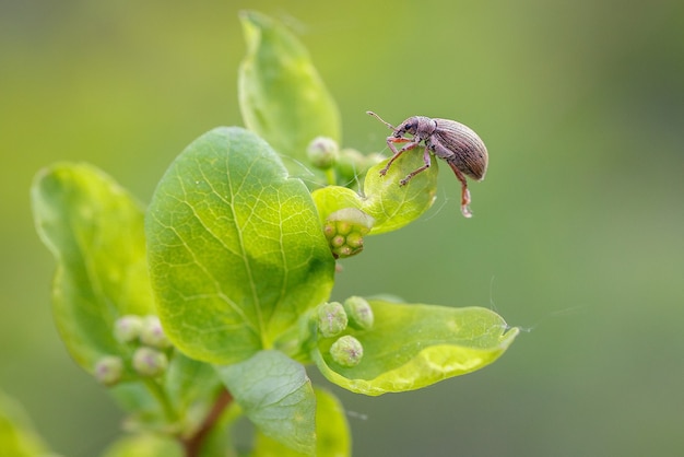Rüsselkäfer sitzt im Frühjahr auf einem Blatt Spirea. Gartenarbeit, Pflanzenschädlinge.