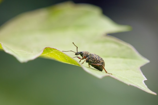 Rüsselkäferkäfer sitzen auf einem grünen Blatt in einem Frühlingsgarten Gartenpflanzenschädlinge