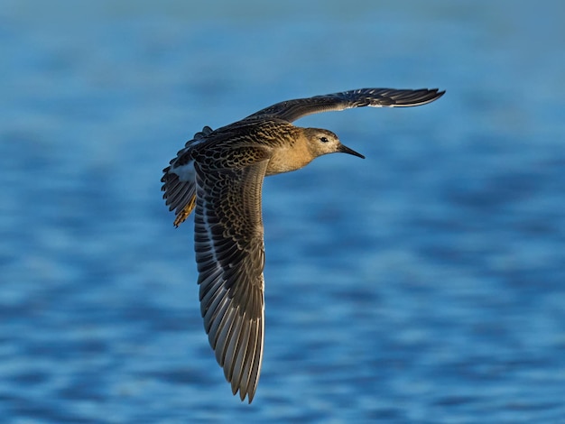 Ruff Calidris Pugnax