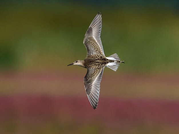 Ruff Calidris pugnax