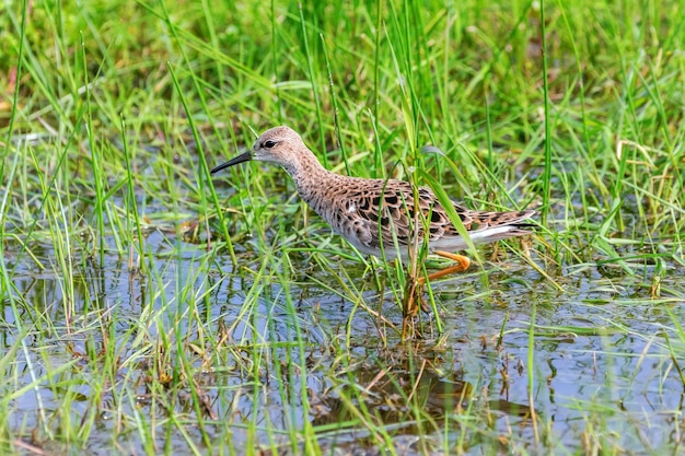 Ruff escondido na grama alta do pântano