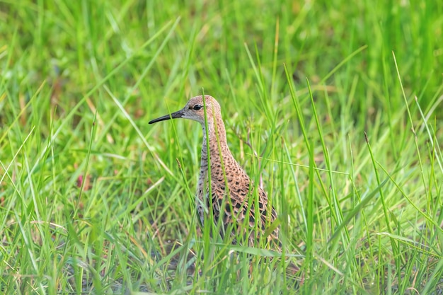 Ruff escondido na grama alta do pântano