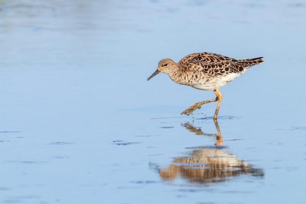 Ruff pássaro aquático (Philomachus pugnax) Ruff na água