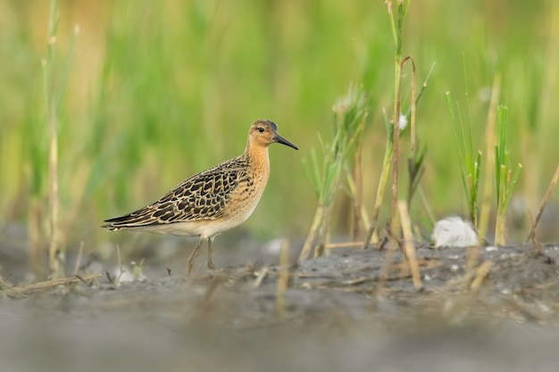 Ruff Philomachus pugnax sentado na lama