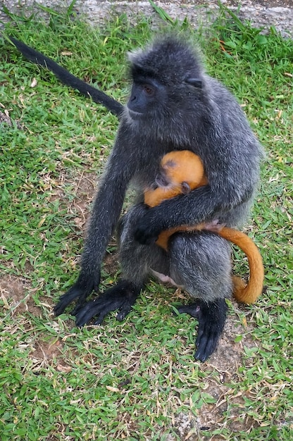 Ruffed Encotel - seltener schwarzer Affe, der mit einem Baby sitzt