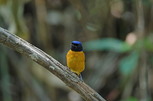 Rufous-aufgeblähter Niltava (Niltava sundara) Vogel