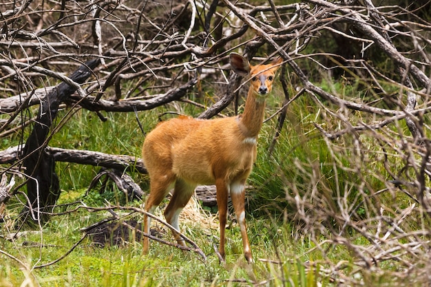 Rufous Bushbuck Portrait Aberdare Kenia