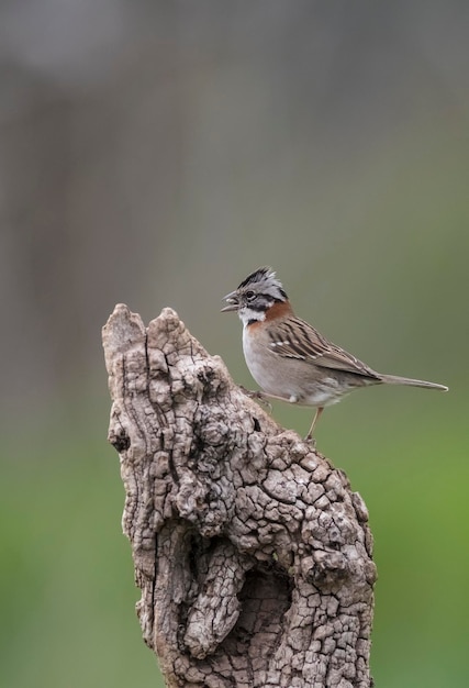 Rufous Collared Sparrow Pampas Patagonien Argentinien