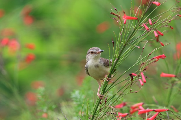 Rufous-faced Warbler, pássaro bonito, e, pequeno, tamanho, segurando, ligado, coral, fogo, árvore