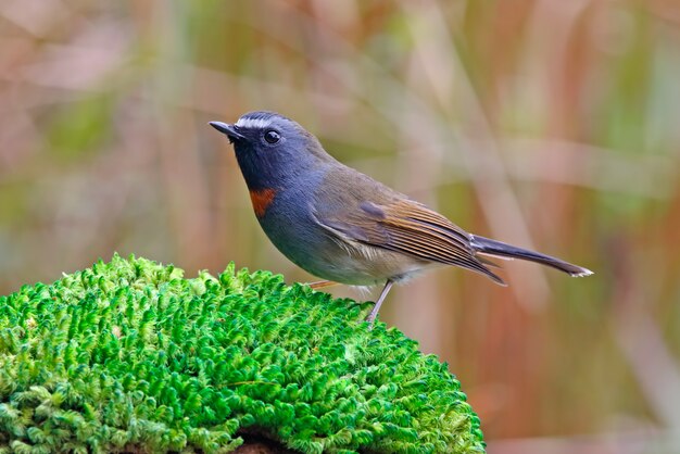 Rufous-Gorgeted Flycatcher Ficedula strophiata Hermosas aves macho de Tailandia