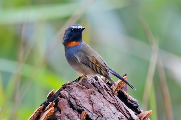 Rufous-Gorgeted Flycatcher Ficedula strophiata Hermosas aves macho de Tailandia