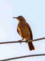 Foto rufous hornero ave da espécie furnarius rufus