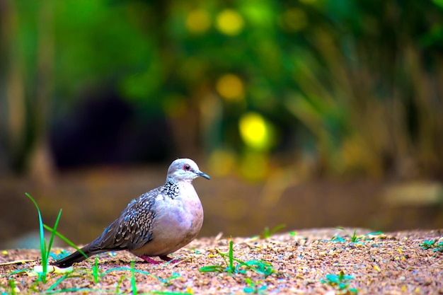 Rufous Turteltaube oder Columbidae Oder die Europäische Turteltaube auf der Suche nach Nahrung am Boden