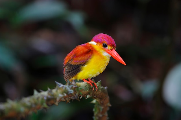 Rufous-unterstützte Eisvogel Ceyx rufidorsus Schöne Vögel von Thailand