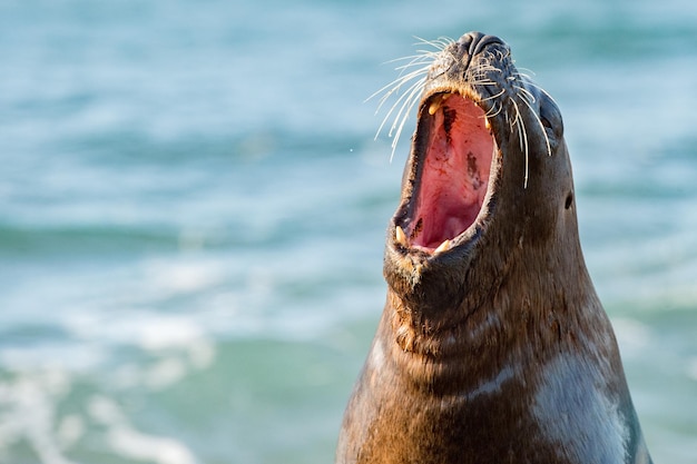 Rugido de foca lobo marino