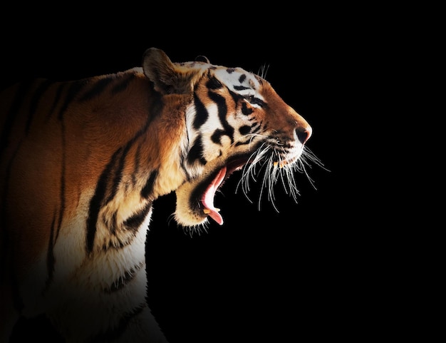 El rugido de un tigre salvaje aislado en un fondo negro perfecto para un corte fácil