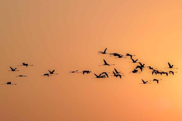 Foto ruhe in der natur sonnenuntergangsszene mit fliegenden vögeln