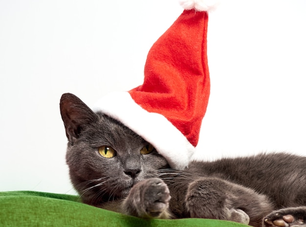 Ruhende Katze, die eine Weihnachtsmann-Weihnachtsmütze trägt