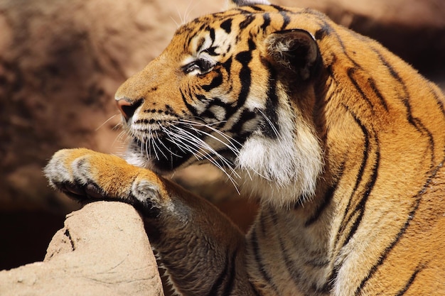 Foto ruhender kopf eines tigers