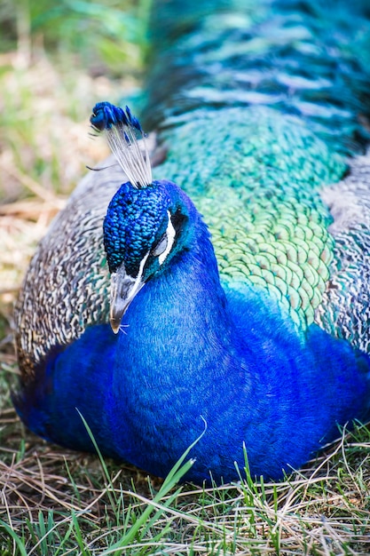 Foto ruhender, schöner pfau mit bunten federn