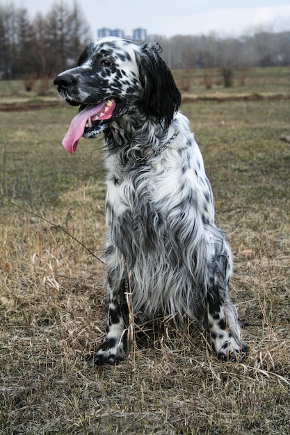 Foto ruhig sitzender hund. sitzender setter. sibirien. russland.