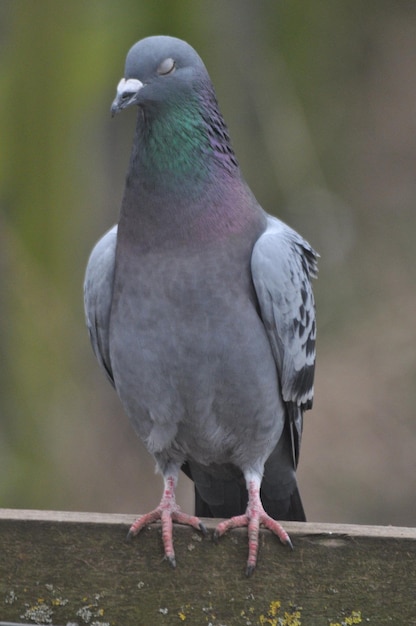 Foto ruhige betrachtung