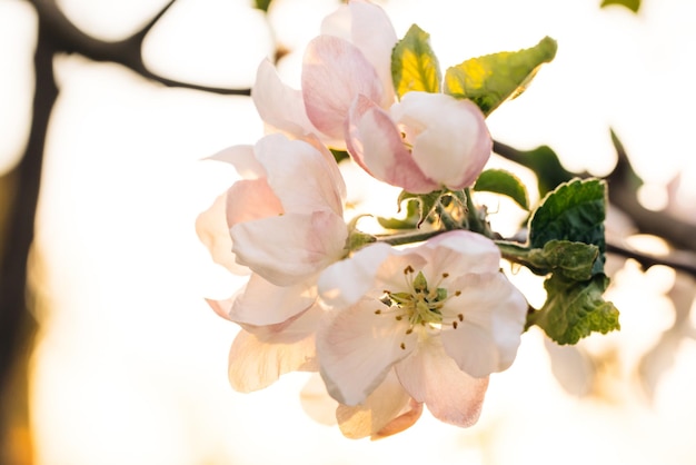 Ruhige Gartenszene mit romantischen Sonnenstrahlen, die auf Apfelblumen fallen, weiße Baumblumen blühen